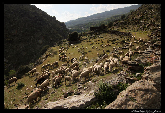 Andalucia - Alpujarras - pastoral scene in Rio Trevlez valley