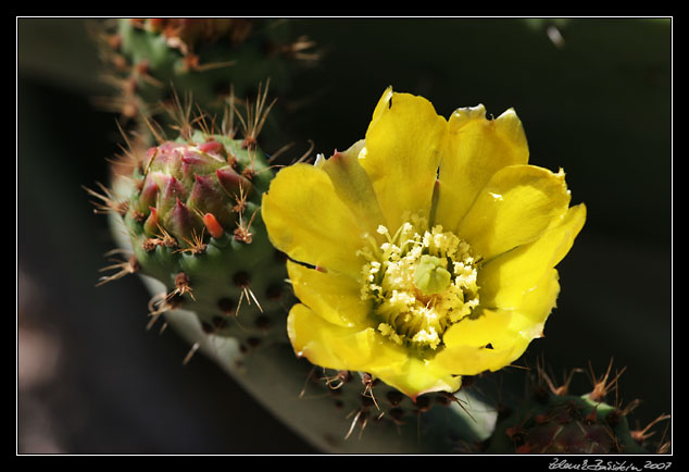 Andalucia - blooming opuntia