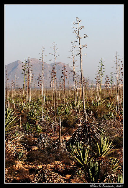 Andalucia - Cabo de Gata - agave forest