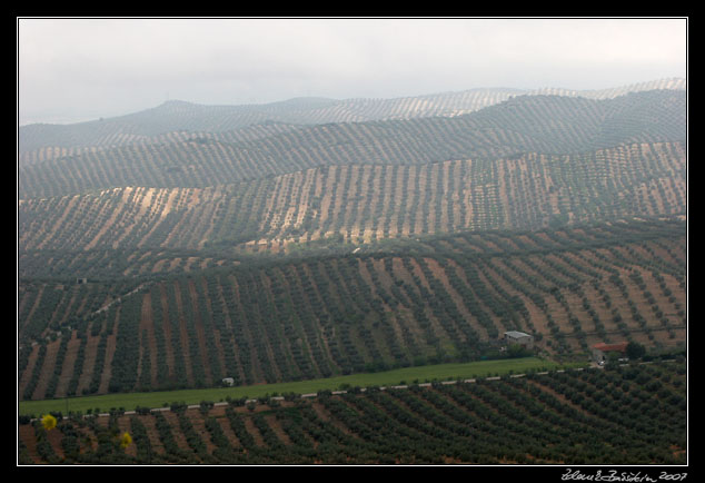 Andalucia - olive groves at Mocln