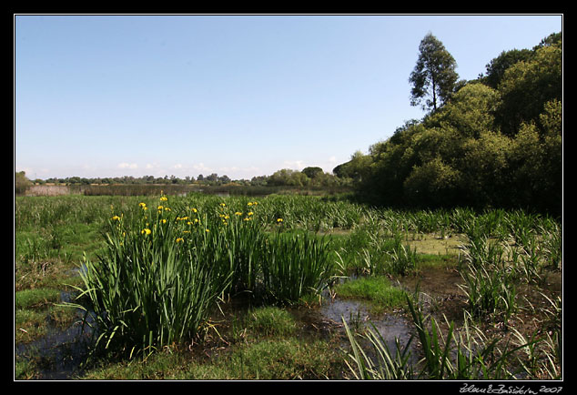 Parque Nacional Doñana - marches at La Rocina