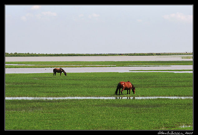 Parque Nacional Doñana - horses in the marshes