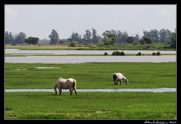 Parque Nacional Doñana - horses in the marshes