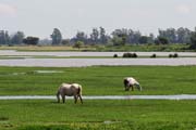 Parque Nacional Doñana - horses in the marshes