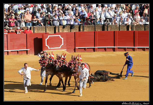 Sevilla - towing the dead bull from the arena