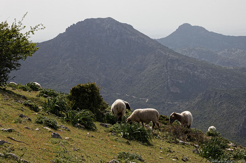 Sierra de Zafalgar -