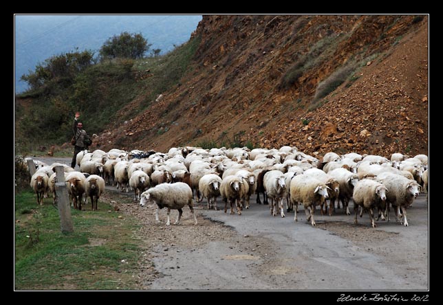 Armenia - Tatev - sheep on the road