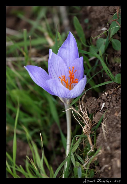 Armenia  - a meadow saffron