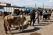 Armenia - Martuni - livestock market