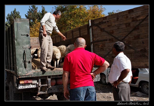 Armenia - Martuni - livestock market