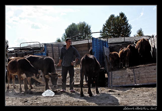 Armenia - Martuni - livestock market