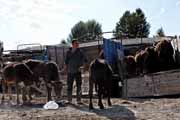 Armenia - Martuni - livestock market