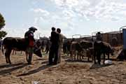 Armenia - Martuni - livestock market