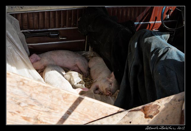 Armenia - Martuni - livestock market