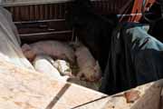 Armenia - Martuni - livestock market