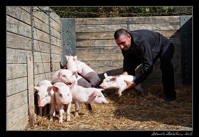 Armenia - Martuni - livestock market