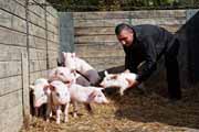 Armenia - Martuni - livestock market