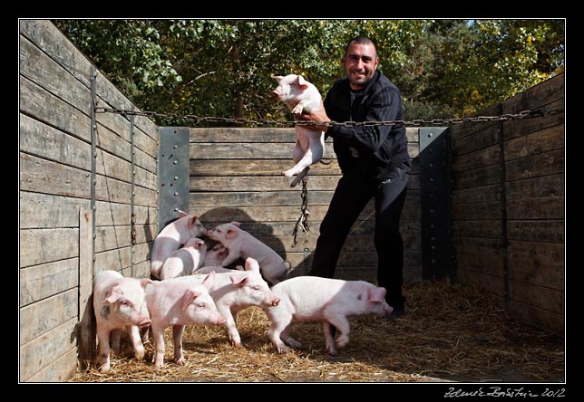 Armenia - Martuni - livestock market