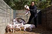 Armenia - Martuni - livestock market