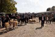 Armenia - Martuni - livestock market