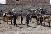 Armenia - Martuni - livestock market