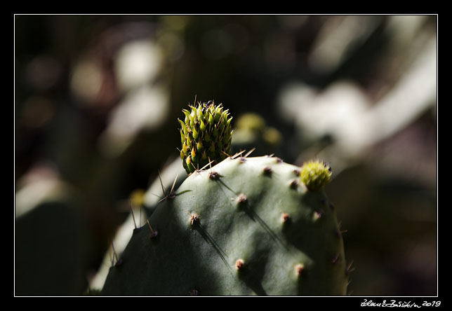 Gran Canaria -