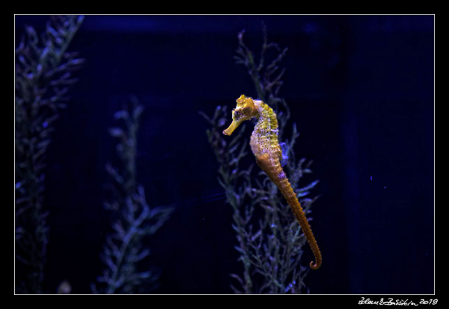 Gran Canaria - Las Palmas - Acuario Poema del Mar