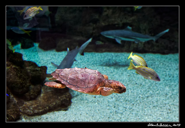 Gran Canaria - Las Palmas - Acuario Poema del Mar