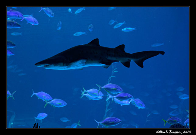 Gran Canaria - Las Palmas - Acuario Poema del Mar