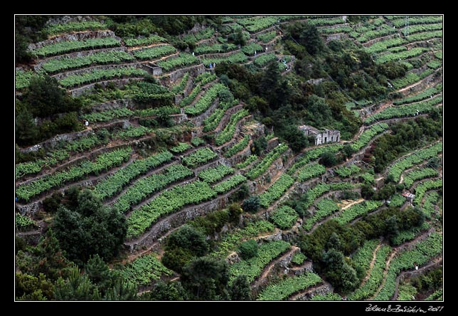 Cinque Terre - vineyards