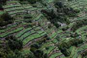 Cinque Terre - vineyards