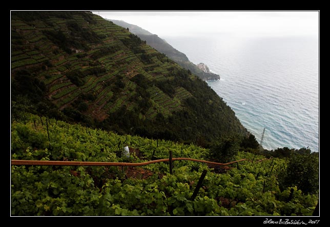 Cinque Terre - vineyard monorail