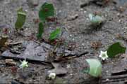 Costa Rica - Manzanillo - leaf cutter ants