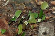 Costa Rica - Manzanillo - leaf cutter ants