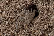 Costa Rica - Manzanillo - crab in a sand hole