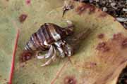 Costa Rica - Manzanillo - hermit crab