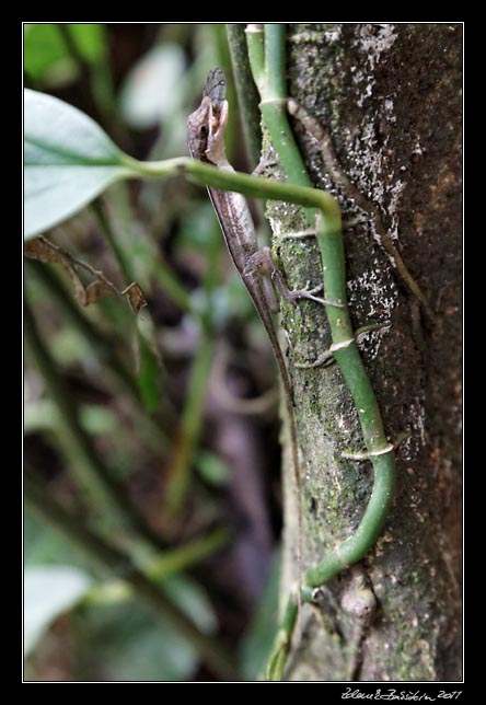 Costa Rica - Manzanillo -