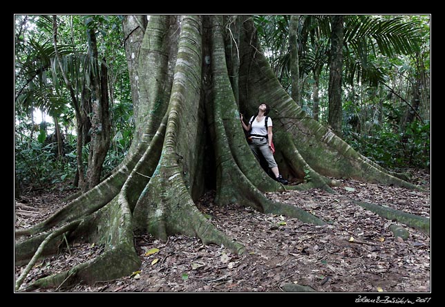 Costa Rica - Manzanillo - ficus