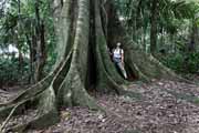 Costa Rica - Manzanillo - ficus