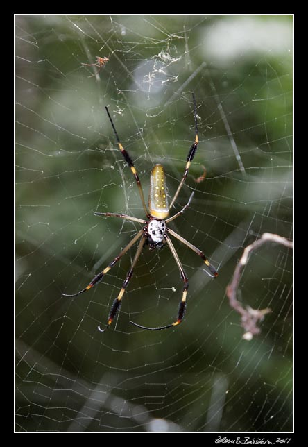 Costa Rica - Manzanillo  - golden orb spider