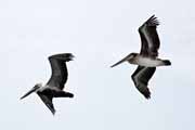 Costa Rica - Manzanillo - brown pelicans