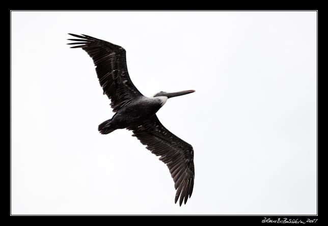 Costa Rica - Manzanillo - brown pelican