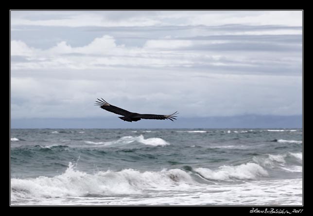 Costa Rica - Manzanillo - black vulture