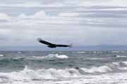 Costa Rica - Manzanillo - black vulture