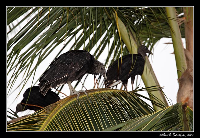 Costa Rica - Manzanillo - black vulture