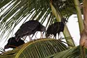 Costa Rica - Manzanillo - black vulture