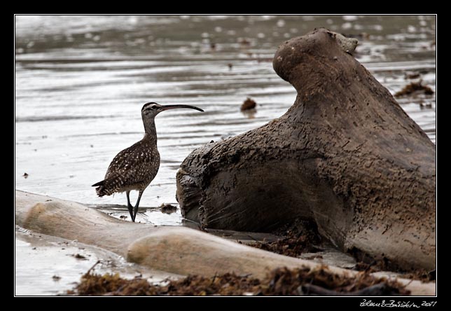 Costa Rica - Cahuita - whimbrel