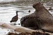 Costa Rica - Cahuita - whimbrel