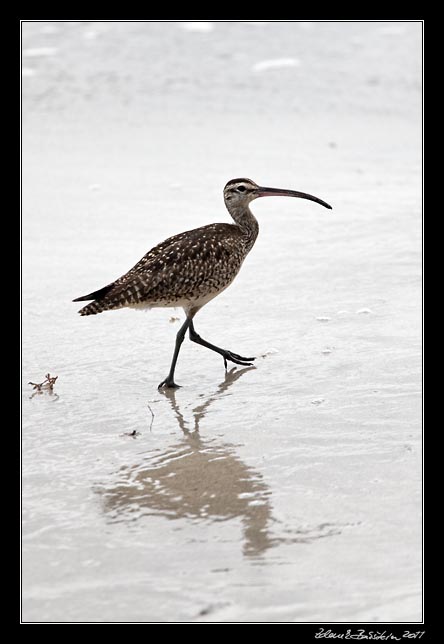 Costa Rica - Cahuita - whimbrel