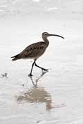 Costa Rica - Cahuita - whimbrel